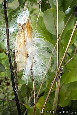 Milkweed Stock Photo